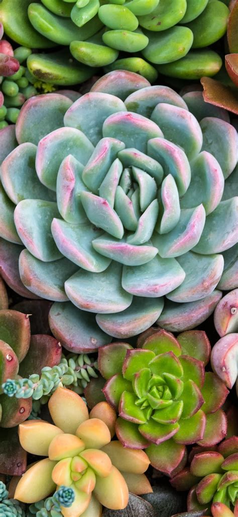 Wallpaper Plants, succulents, houseplants 3840x2160 UHD 4K Picture, Image