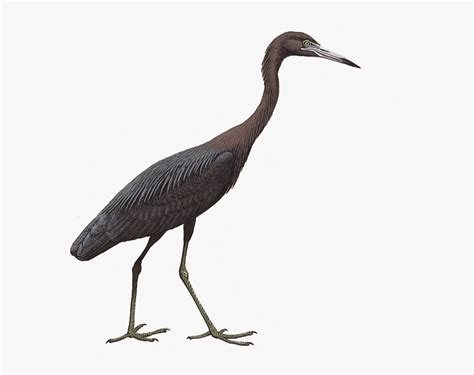 Little Blue Heron - Ciconiiformes, HD Png Download - kindpng