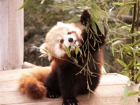 Red panda eating bamboo by manuel-em on DeviantArt