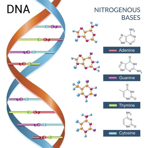 Differences between DNA and RNA - Overall Science