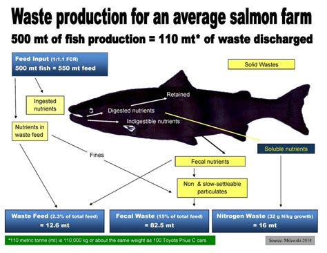 Salmon farming - CCNB