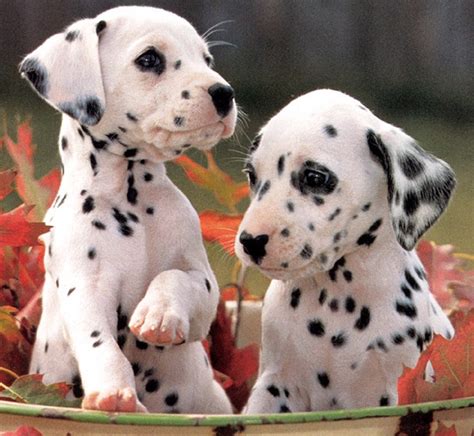 Training Dalmatian Puppies