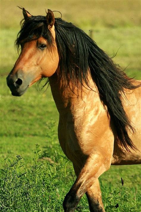 Beautiful Horses With Beautiful Hair