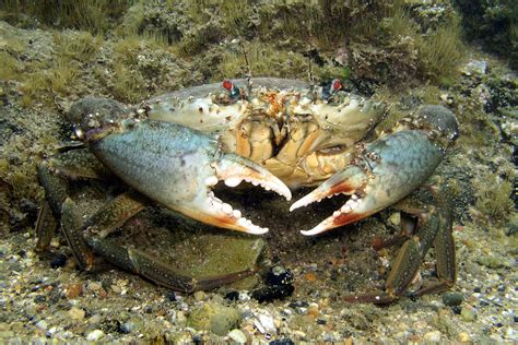 Scylla serrata (Decapoda of west section of parramatta river) · BioDiversity4All