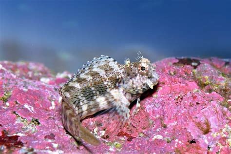 Lawnmower Blenny Species Profile: Beginners Guide to Keep and Caring