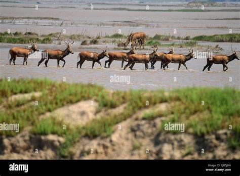 YANCHENG, CHINA - JUNE 18, 2022 - A group of elks forage in a mudflat wetland in Dafeng District ...