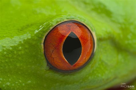 Photo Ark Home Red-Eyed Tree Frog | National Geographic Society | Red ...