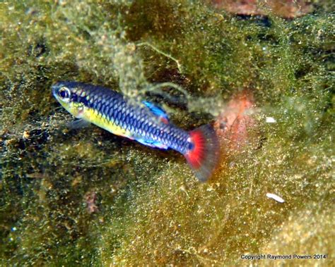 PURE FLORIDA: Bluefin Killifish At Manatee Springs