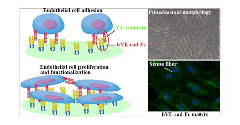 Human VE-Cadherin Fusion Protein as an Artificial Extracellular Matrix Enhancing the ...