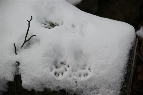 Natural Connections - Winter's tracks and trails - Cumbernauld Living Landscape