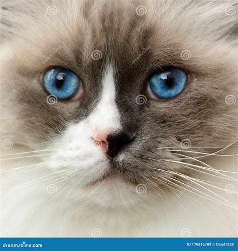 Ragdoll Cat with Bright Blue Eyes Close Up Stock Image - Image of ...