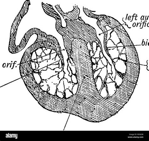 Trabeculae Carneae Histology