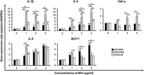 Frontiers | Production of Membrane Vesicles by Enterococcus faecium Cultured With or Without ...