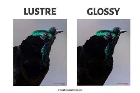 Lustre Vs Glossy- Which is Best for Photo Prints? - PhotographyAxis