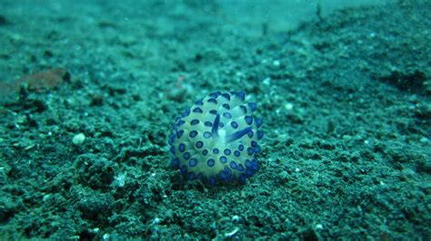 Mimic Octopus, this fascinating creature was discovered in 1998 off the coast of Sulawesi in ...