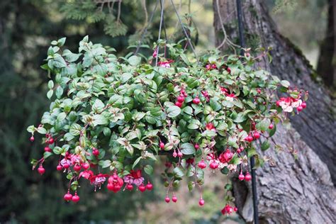 When and How to Prune Fuchsia Plants | Gardener’s Path