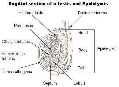 Testis Diagram