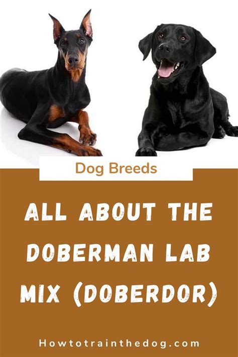 The Doberman Lab Mix (Doberdor): A Comprehensive Guide (With Pictures ...