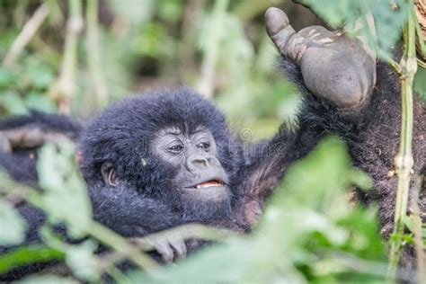 Baby Silverback Mountain Gorilla in the Virunga National Park. Stock Image - Image of virunga ...