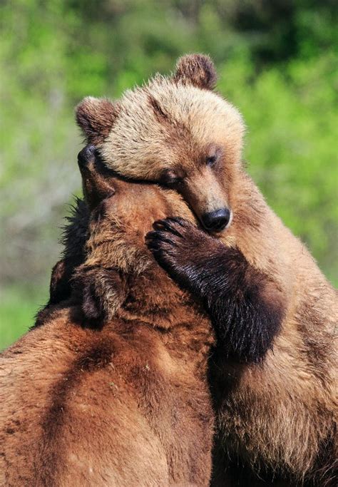 19 Amazingly Cute Pictures Of Animals Hugging | HuffPost UK News