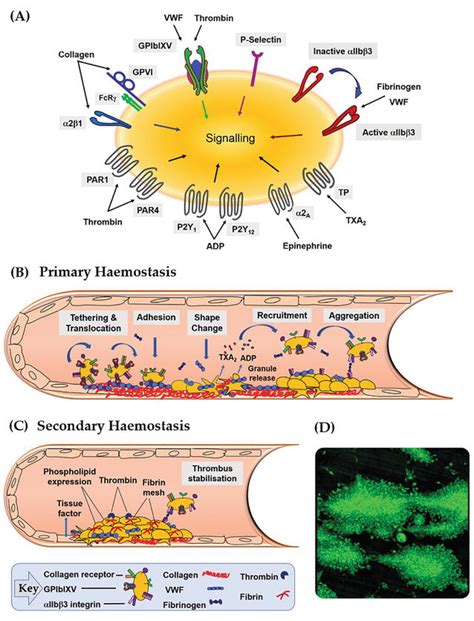 Platelets: From Formation to Function | IntechOpen