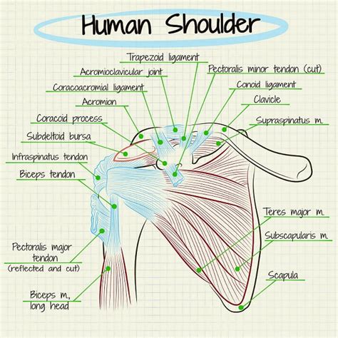 Scapulohumeral Rhythm Shoulder Pain Exercises