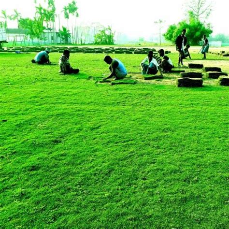 Natural Green Rectangular Hockey Field Lawn Grass at Rs 4.5/sq ft in Barpeta