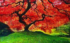 Peter Lik Tree of Life