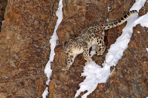 Snow Leopards of Ladakh Photography Tour Report 2017 - Wild Images ...