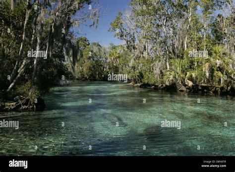 Tropical habitat natural environment for manatee mammals Stock Photo ...