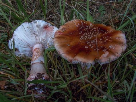 Amanita rubescens - The Blusher: Your Guide to Identification - HubPages