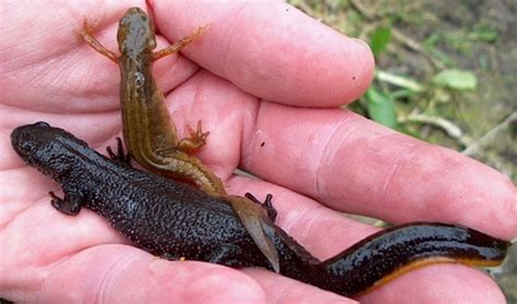 Newt - Facts, Habitat, Life Cycle, Adaptations and Pictures