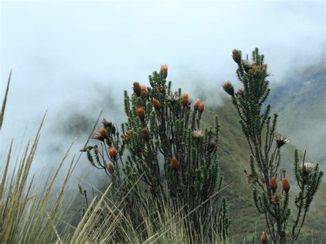 Ecuador National Flower: The Flower of the Andes (Chuquiraga jussieui)