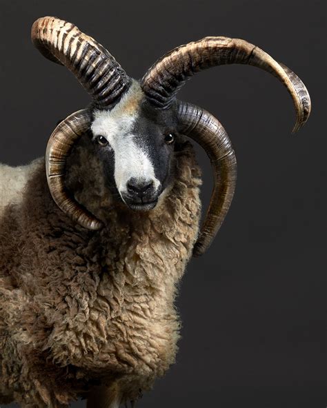 Jacob-sheep-4horns-Peter-Samuels-Bay-Area-ca | Jacob sheep, Sheep ...