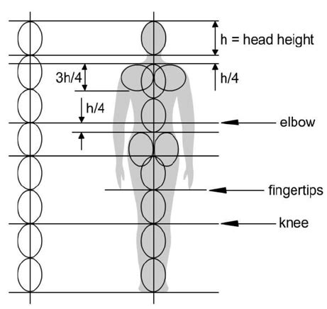 Proportions of the Human Body with Respect to the Height of the Head | Download Scientific Diagram