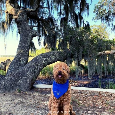 Pet-Friendly Beaufort, SC: Hotels, Restaurants, Beaches - Happy-Go-Doodle®