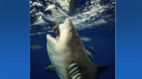 Man captures astonishing photos of pregnant Bull Shark during face-to-face encounter off Florida ...