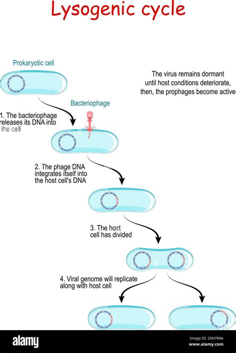 lysogenic cycle with bacteriophage. Lysogeny does not result in ...