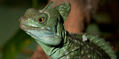 Green crested basilisk | Smithsonian's National Zoo and Conservation Biology Institute