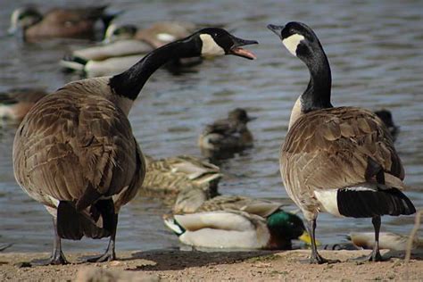 Canada Geese Honking Stock Photos, Pictures & Royalty-Free Images - iStock