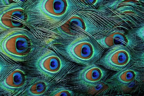 Pattern in male peacock feathers - Stock Photo - Dissolve