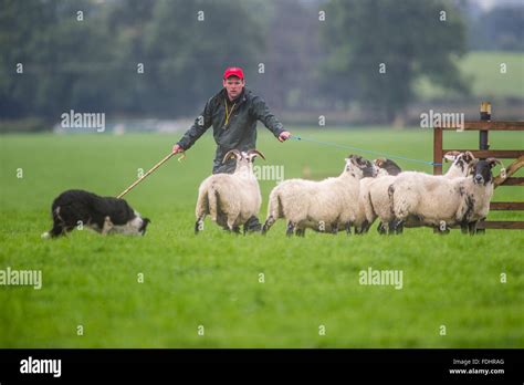 Sheep Herding Uk Stock Photos & Sheep Herding Uk Stock Images - Alamy