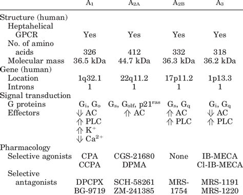 Summary of adenosine receptors Receptor Subtype | Download Table