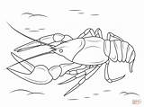 Danube Crayfish coloring page  Free Printable Coloring Pages sketch template