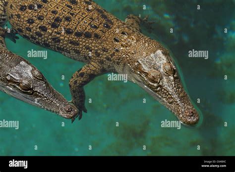 Darwin saltwater crocodiles hi-res stock photography and images - Alamy