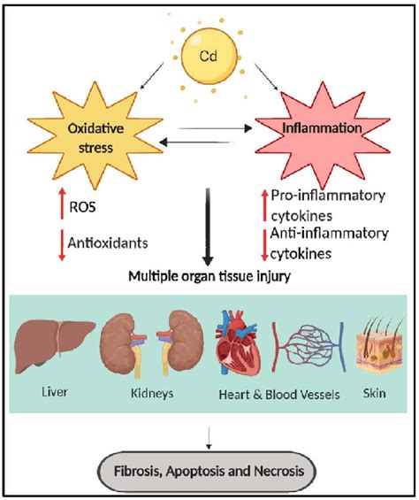 Illustration summarizing the impact of cadmium toxicity leading to... | Download Scientific Diagram