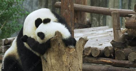 Three cute pandas are enjoy their relaxing time together on a sunny day. A bigger standing panda ...