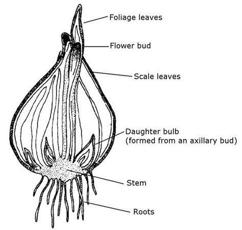 3. Botany | NC State Extension Publications