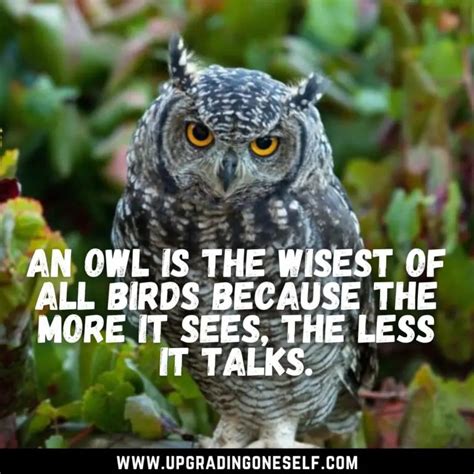 Top 15 Wise Quotes About Owl That Will Blow Your Mind