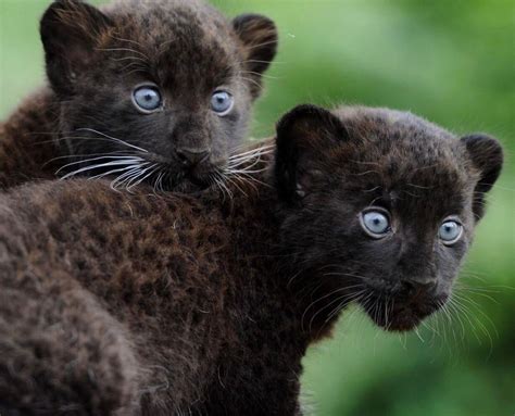 🔥 Black Panther Cubs : r/NatureIsFuckingLit